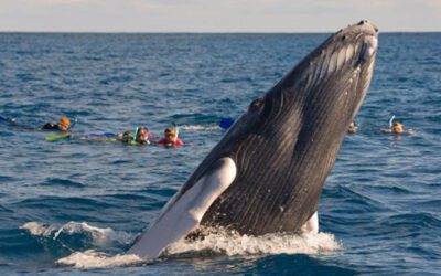 Excursión ballenas Samaná