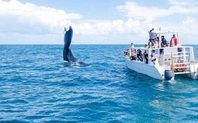Samana whale excursion